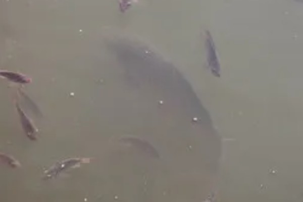 黑鲩鱼吃哪种食物，主要摄食螺、蚬、幼蚌等贝类
