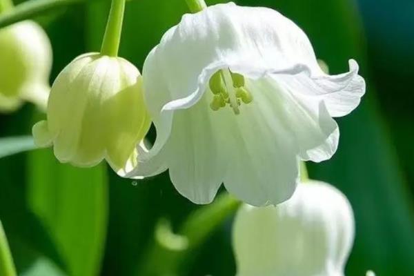 什么花香味浓还可以四季开，有月季花、米兰花等