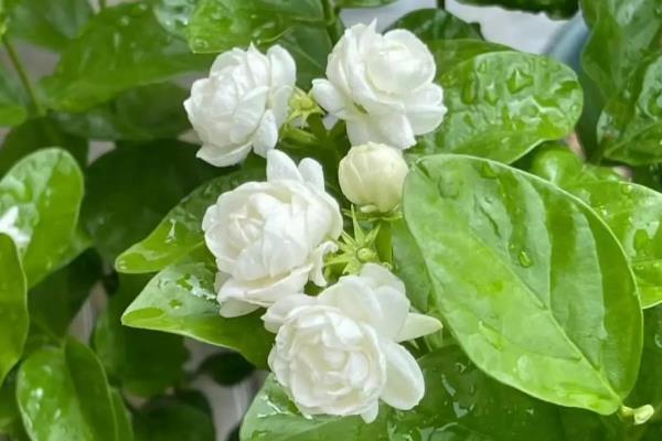 什么花香味浓还可以四季开，有月季花、米兰花等