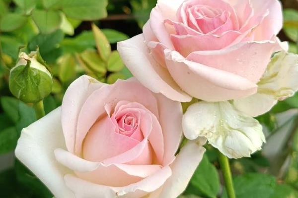 什么花香味浓还可以四季开，有月季花、米兰花等