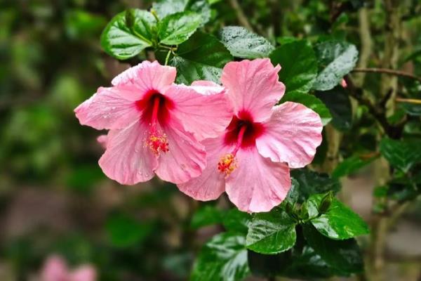 什么花香味浓还可以四季开，有月季花、米兰花等