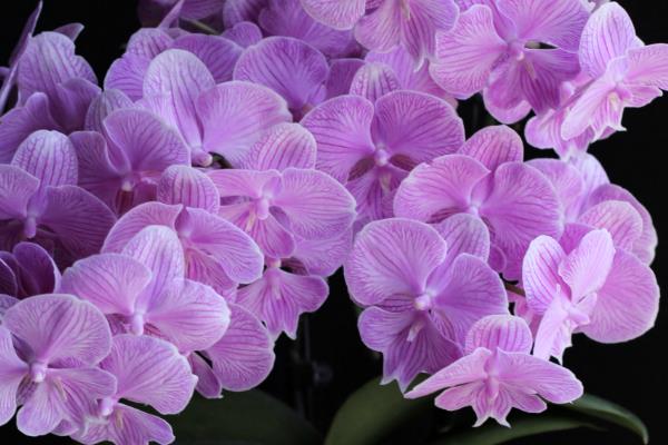 什么花香味浓还可以四季开，有月季花、米兰花等