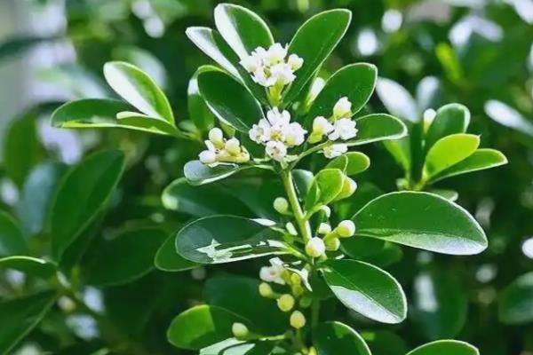 什么花香味浓还可以四季开，有月季花、米兰花等