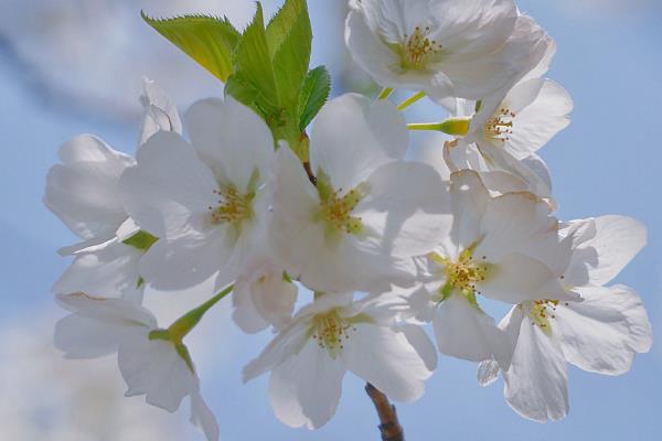 什么花香味浓还可以四季开，有月季花、米兰花等