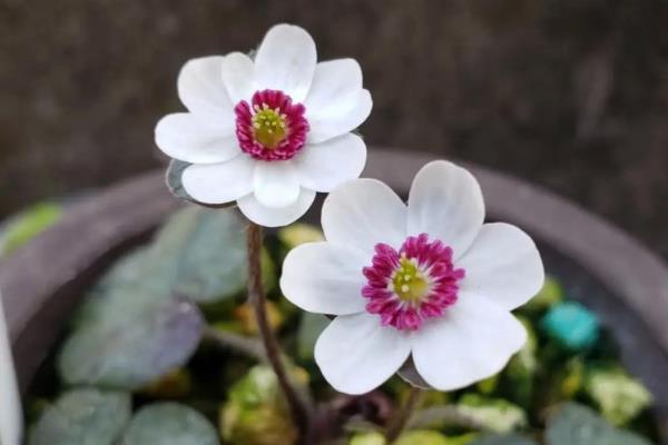 什么花香味浓还可以四季开，有月季花、米兰花等