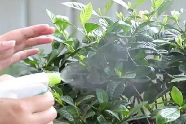栀子花的养殖方式,喜欢阳光充足的环境