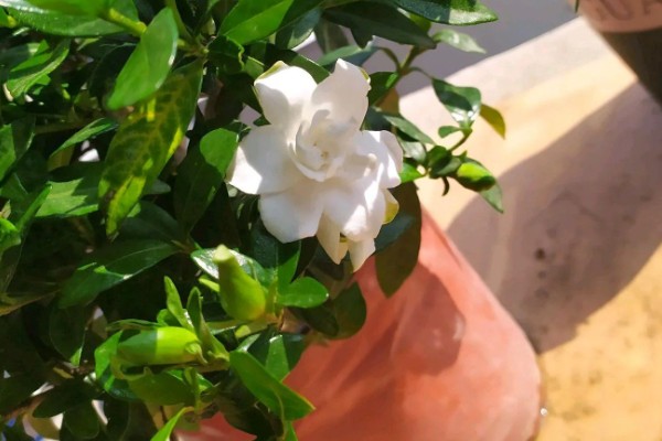 栀子花的养殖方式,喜欢阳光充足的环境