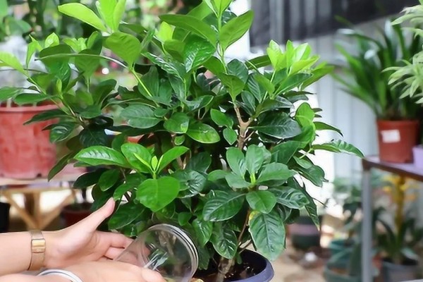栀子花的养殖方式,喜欢阳光充足的环境