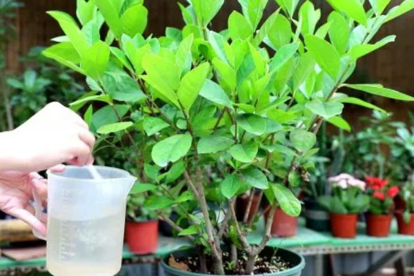栀子花的养殖方式,喜欢阳光充足的环境