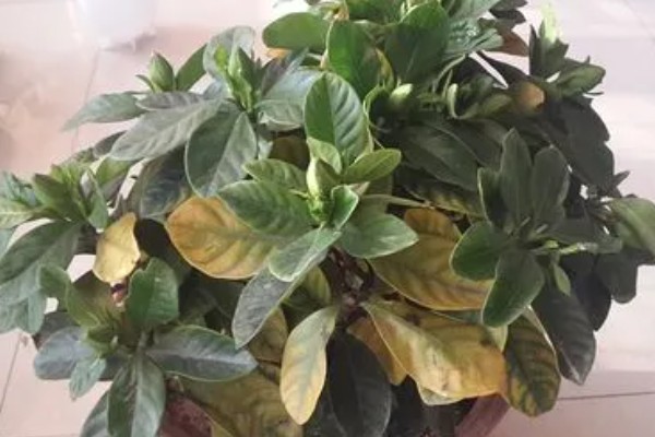 栀子花的养殖方式,喜欢阳光充足的环境