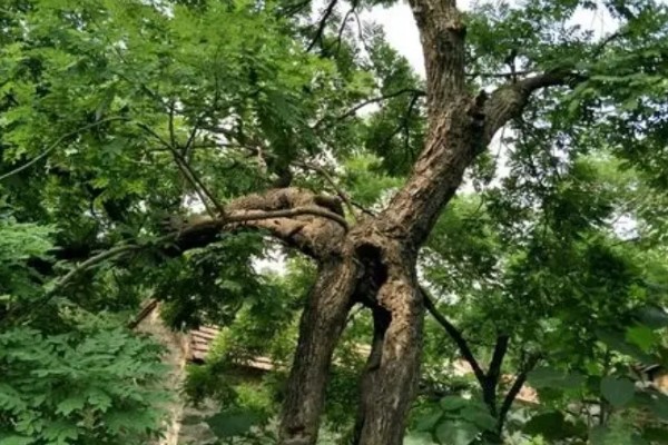 为什么槐树不能砍,是风水上的一种讲究