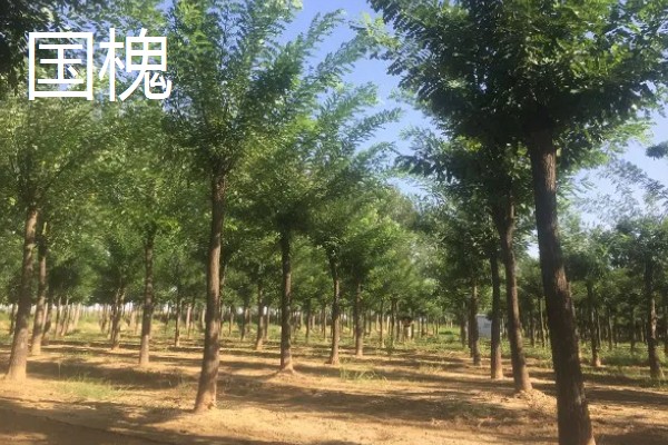 为什么槐树不能砍,是风水上的一种讲究