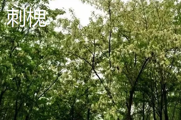为什么槐树不能砍,是风水上的一种讲究