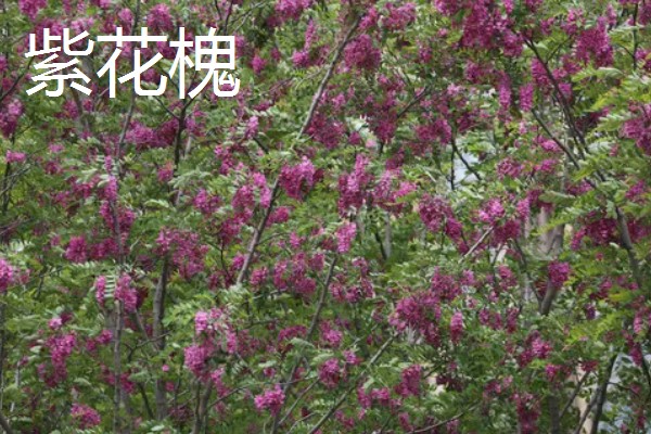 为什么槐树不能砍,是风水上的一种讲究