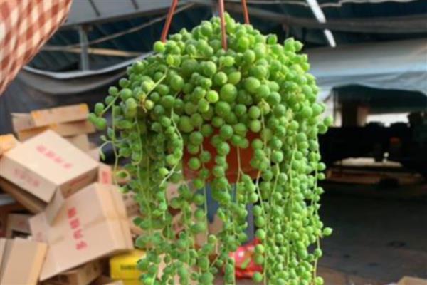 珍珠吊兰的作用，可供观赏和净化空气