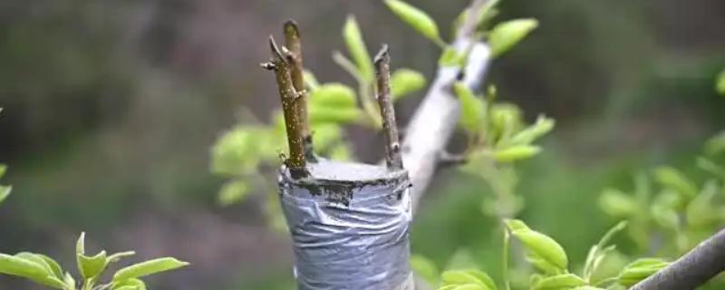 秋季的嫁接方法，通常在八月下旬到九月中旬进行