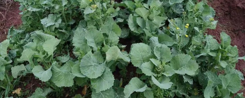 油菜的栽培技术，苗龄达30-35天时及时移栽