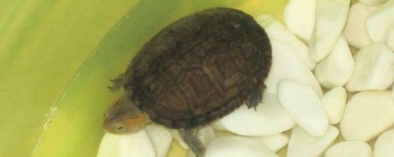 阿拉莫泥龟好养吗，饲养难度较小
