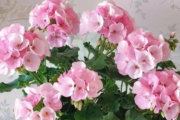 天竺葵长高后怎么修剪，植株生长到10-15厘米需及时修剪