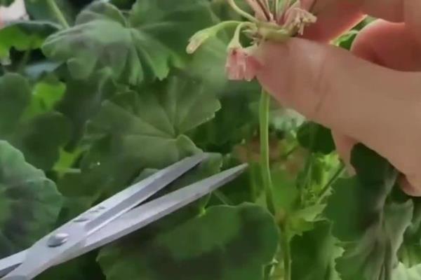 天竺葵长高后怎么修剪，植株生长到10-15厘米需及时修剪