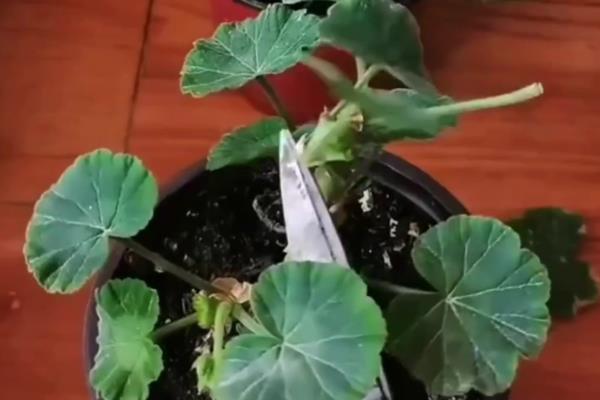 天竺葵长高后怎么修剪，植株生长到10-15厘米需及时修剪