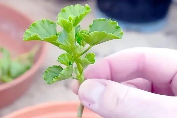 天竺葵长高后怎么修剪，植株生长到10-15厘米需及时修剪