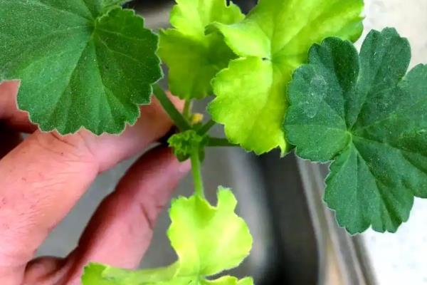 天竺葵长高后怎么修剪，植株生长到10-15厘米需及时修剪