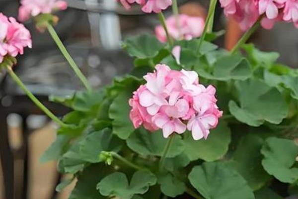 天竺葵长高后怎么修剪，植株生长到10-15厘米需及时修剪