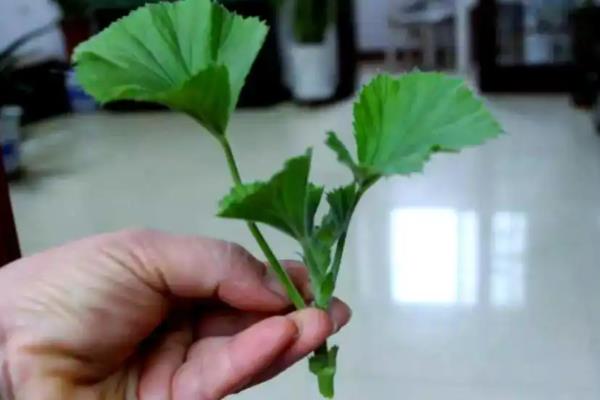 天竺葵长高后怎么修剪，植株生长到10-15厘米需及时修剪