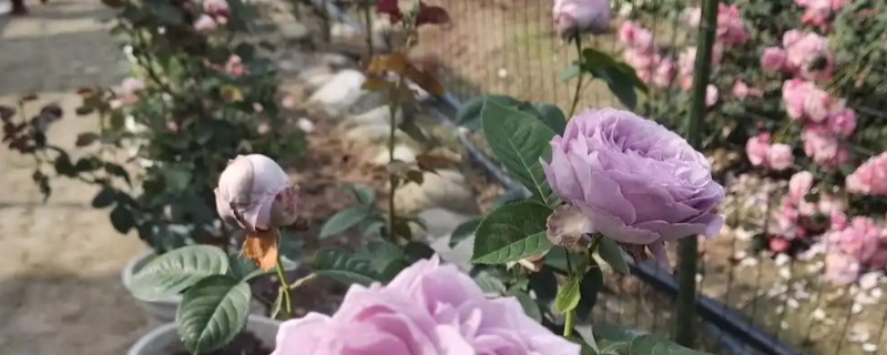 紫玫瑰的花语是什么，寓意忧郁梦幻、庄严肃穆等