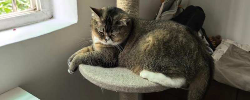 猫咪能吃生骨肉吗，可以吃但不能经常饲喂