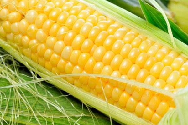 葫新9011玉米品种的特性,适宜播种期4月下旬至5月上旬