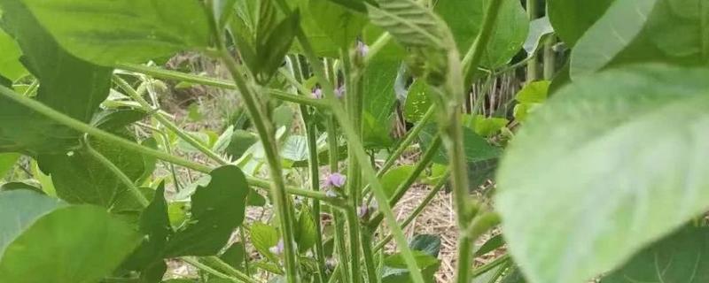 中黄73大豆种子简介，中抗大豆花叶病毒病7号株系