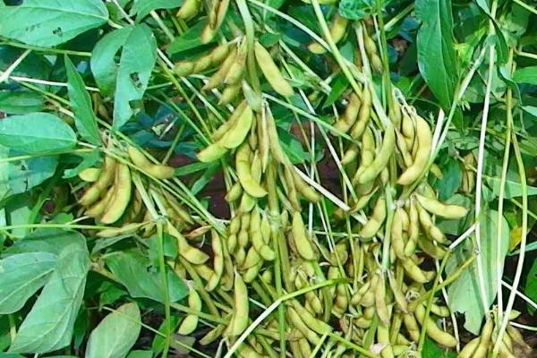 中黄73大豆种子简介,中抗大豆花叶病毒病7号株系