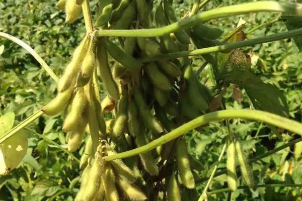 圣育41大豆种子特征特性，播种量5千克/亩