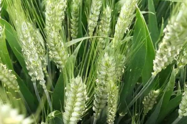皖垦麦19小麦品种简介,每亩18-20万基本苗