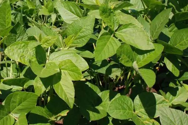 圣育41大豆种子特征特性，播种量5千克/亩