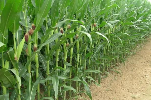 登海3159玉米种子简介,中抗茎腐病