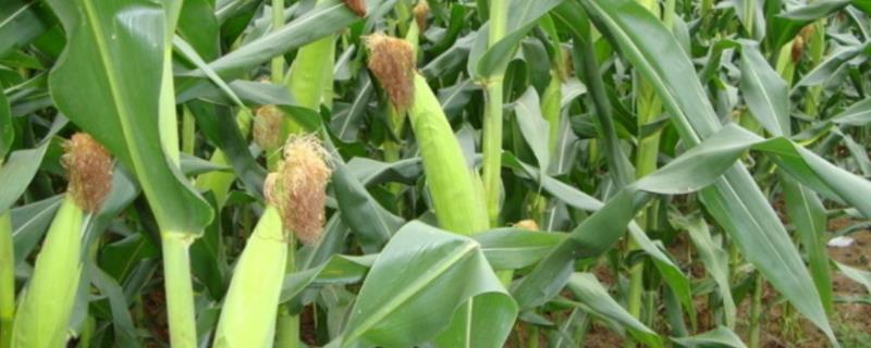 登海3159玉米种子简介，中抗茎腐病
