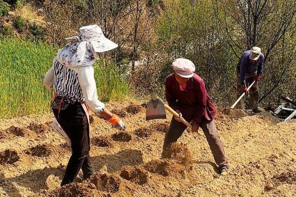 春玉米最早的播种时间,因地区纬度、种植方法而异