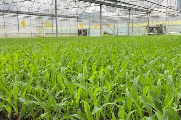 春玉米最早的播种时间,因地区纬度、种植方法而异