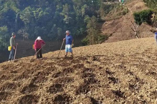 春玉米最早的播种时间,因地区纬度、种植方法而异