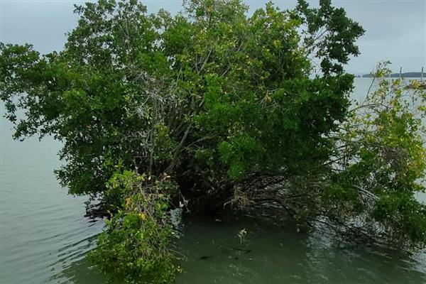 红树林分布在哪些地区,主要分布在浙江、福建、广东等地