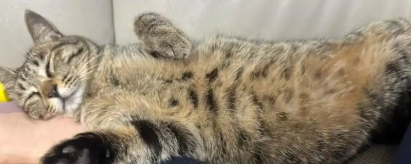 猫尿失禁如何治疗，根据猫咪的情况使用药物