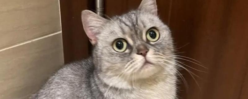 猫咪口吐白沫如何治疗，可短暂禁食
