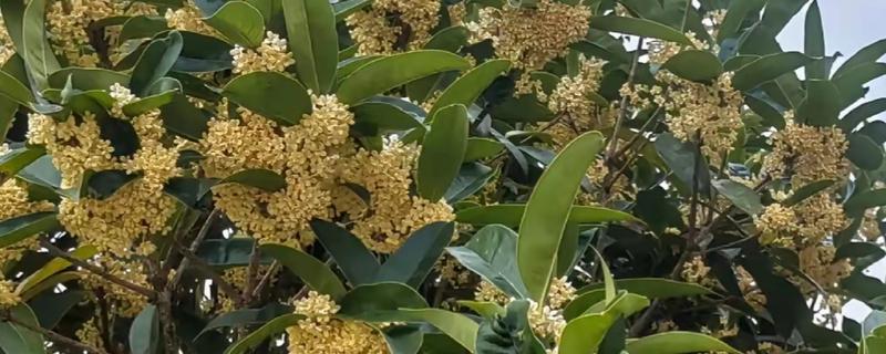桂花树不会开花怎么解决，可调节土壤酸碱度