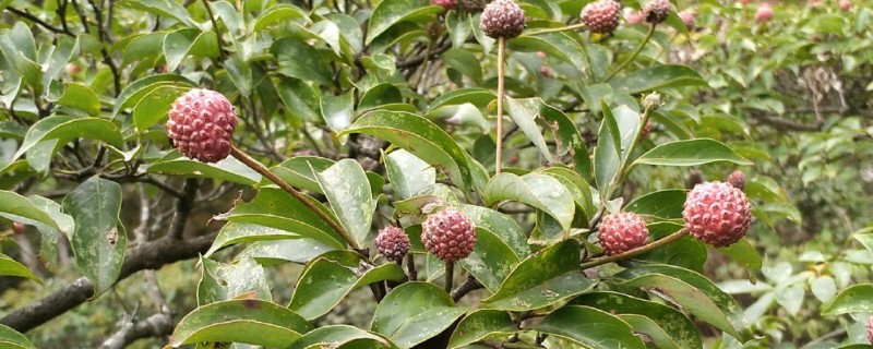 山荔枝能吃吗，果子能吃