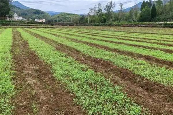 油菜的栽培技术,苗龄达30-35天时及时移栽