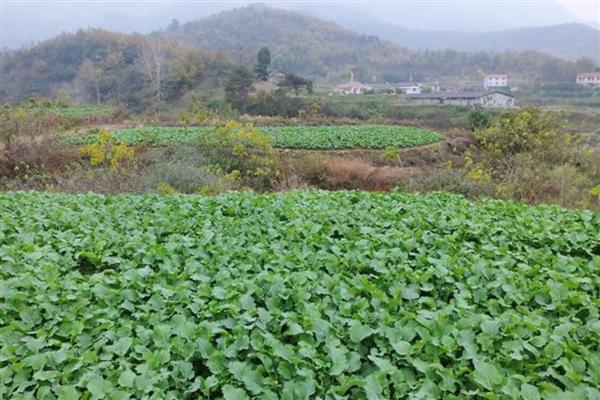 油菜的栽培技术,苗龄达30-35天时及时移栽