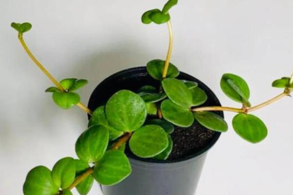 豆瓣绿有点蔫还能不能活,是可以活的